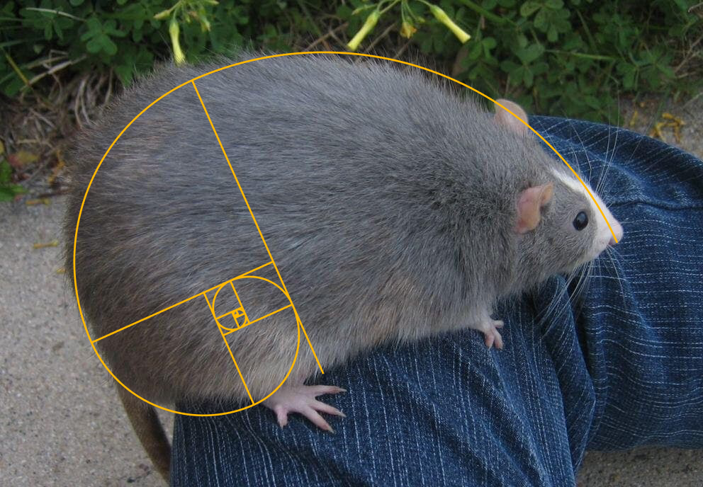 A big rat sitting on a man's leg, outlined in a Golden Spiral. (the big rat is perfect)