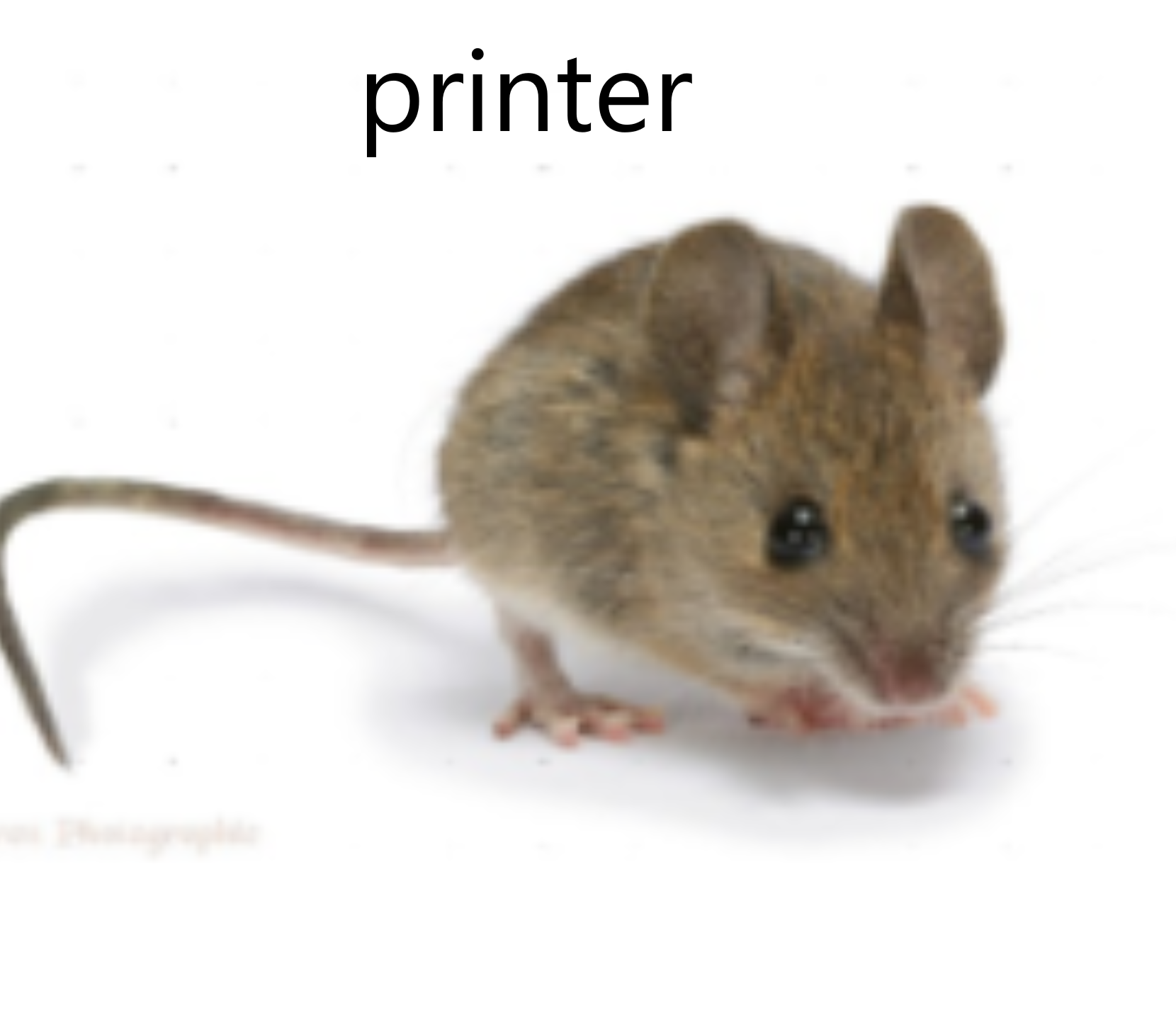 A mouse with the caption: printer